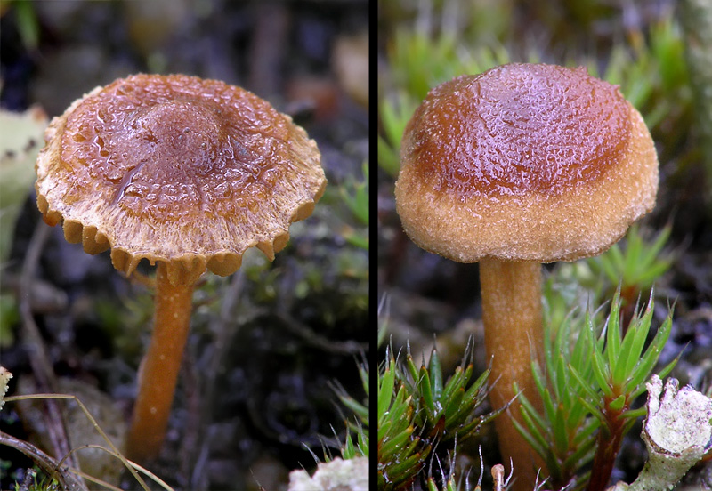 Inocybe jacobi